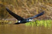 CORMORANO - Eos 1D Mk4 - Ef 500/4L IS - 1/1600 f4,0 - iso 400