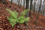 NOVEMBRE 2014 - Foreste Casentinesi
