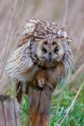 GUFO COMUNE - Eos 5D Mk2 - Ef 500/4L IS - 1/1000 f5,6 - iso 800