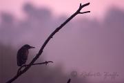 NITTICORA - Eos 1D Mk4 - Ef 500/4L IS - 1/80 f4,0 - iso 800