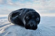 Opera ammessa-Bernardeschi Valter_Donna Nook1