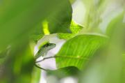 Opera ammessa-De Stefano Nicola_Spotted Green Snake