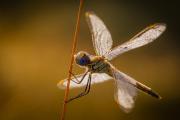 Opera ammessa-Laporta Alessandro_Sympetrum foncolombii