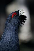 Opera ammessa-Rizzato Pierluigi_Capercaillie