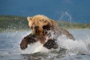 Opera ammessa-Rizzato Pierluigi_Grizzly jumping