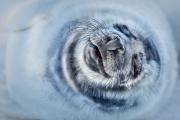 1° Classificato - Bernardeschi Valter_Donna Nook 2