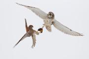 1° Classificato - Lonati Matteo_Asio flammeus vs falco tinniculus