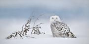 Segnalata-Mattiussi Mario_Snowowl