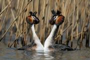 Segnalata-Rizzato Pierluigi_Great grebes