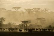 3° Classificato - Gasparetti Davide_Gnu Nella Polvere